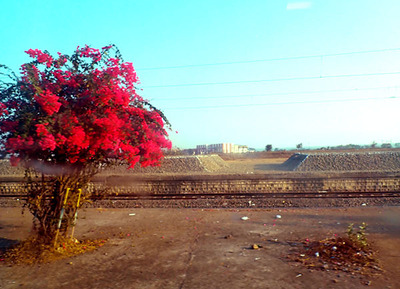 bougainvillea_in.jpg