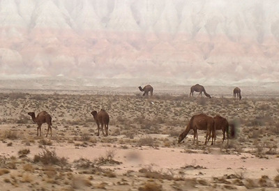 camels_tm.jpg