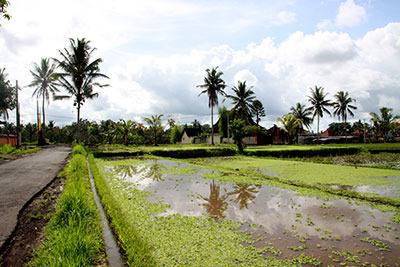 id_ricefield02.jpg