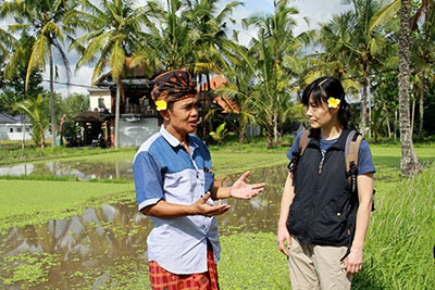 id_ricefield03.jpg