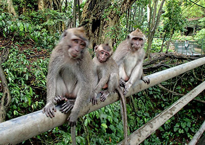 it_monkeis.jpg