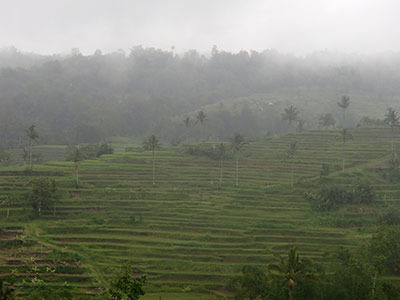 it_ricefield.jpg