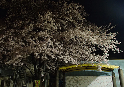 ohanami2018.jpg