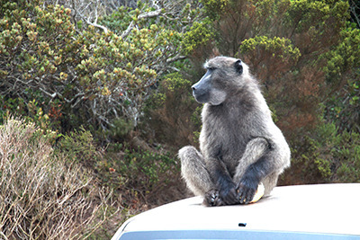za_baboon.jpg