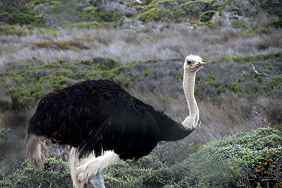 za_bird.jpg