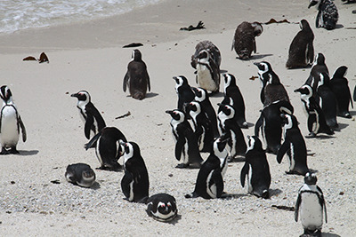 za_penguins.jpg