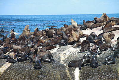 za_seals.jpg